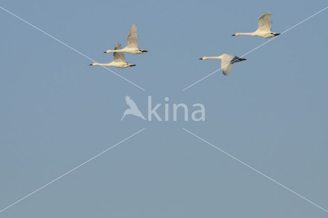 Whistling Swan (Cygnus columbianus)