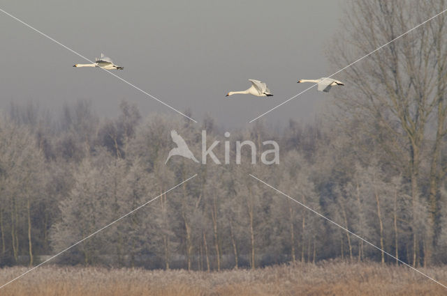 Whistling Swan (Cygnus columbianus)