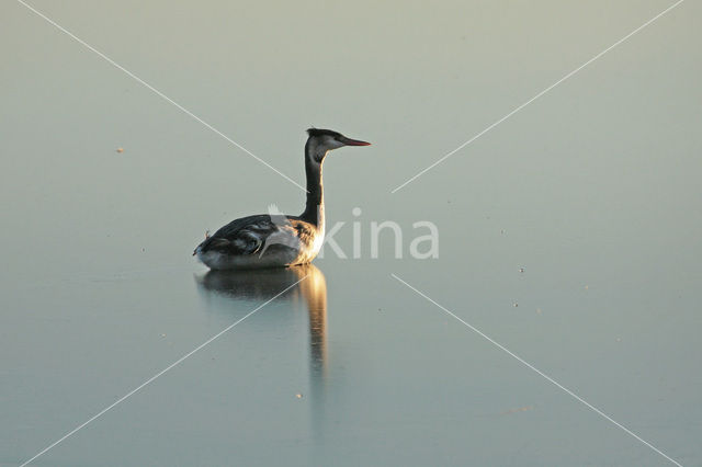 Great Crested Grebe (Podiceps cristatus)