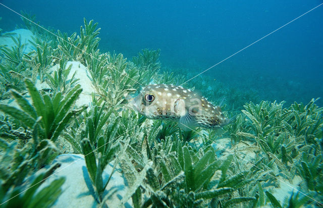 Yellow-spotted burrfish (Cyclichthys spilostylus)