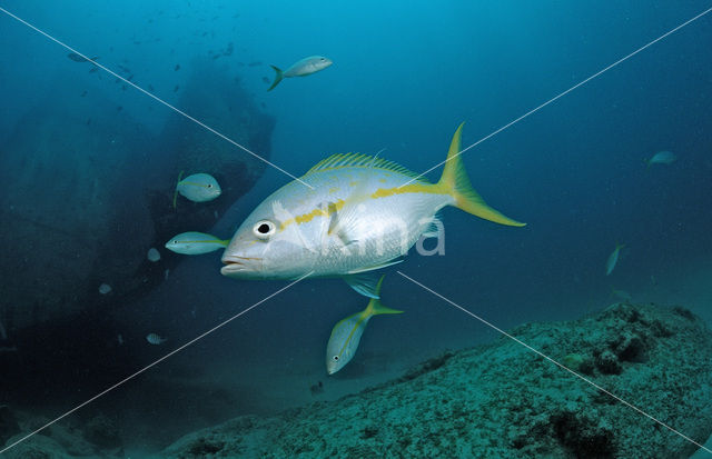 Geelstaart snapper (Ocyurus chrysurus)