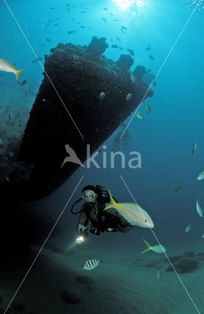 Yellowtail snapper (Ocyurus chrysurus)