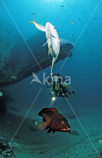 Geelstaart snapper (Ocyurus chrysurus)