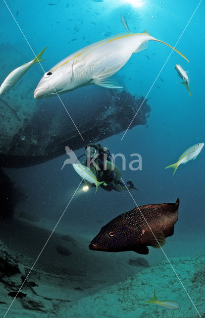 Yellowtail snapper (Ocyurus chrysurus)