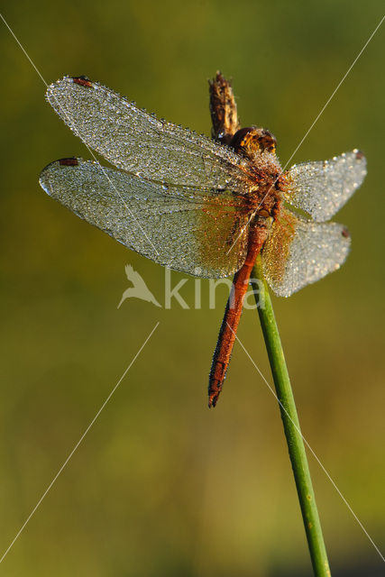 Geelvlekheidelibel (Sympetrum flaveolum)