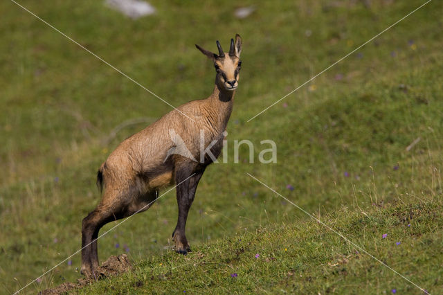 Chamois (Rupicapra rupicapra)