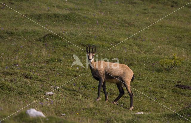 Chamois (Rupicapra rupicapra)