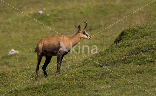 Chamois (Rupicapra rupicapra)