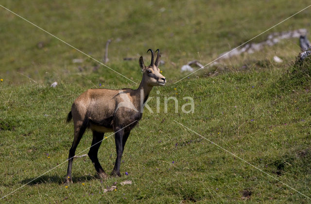 Chamois (Rupicapra rupicapra)