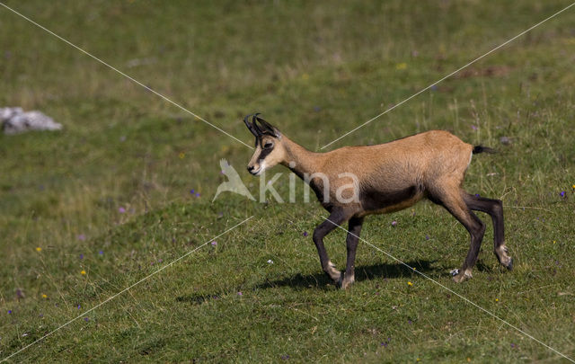 Chamois (Rupicapra rupicapra)