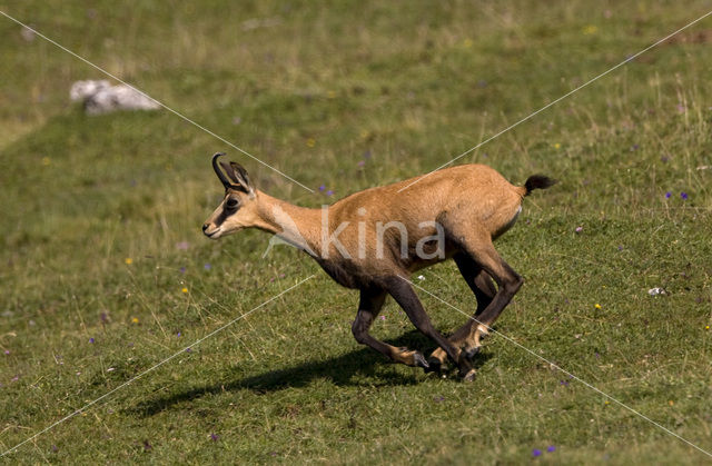 Chamois (Rupicapra rupicapra)