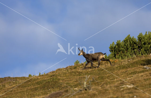 Chamois (Rupicapra rupicapra)