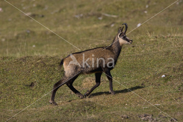 Chamois (Rupicapra rupicapra)