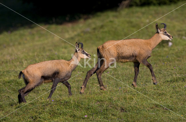 Chamois (Rupicapra rupicapra)