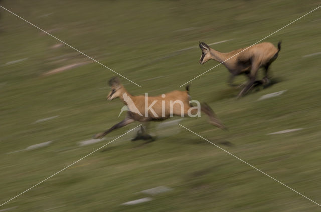 Chamois (Rupicapra rupicapra)