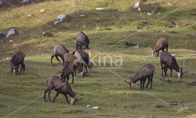 Chamois (Rupicapra rupicapra)