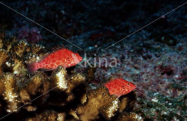 Gevlekte koraalklimmer (Cirrhitichthys oxycephalus)