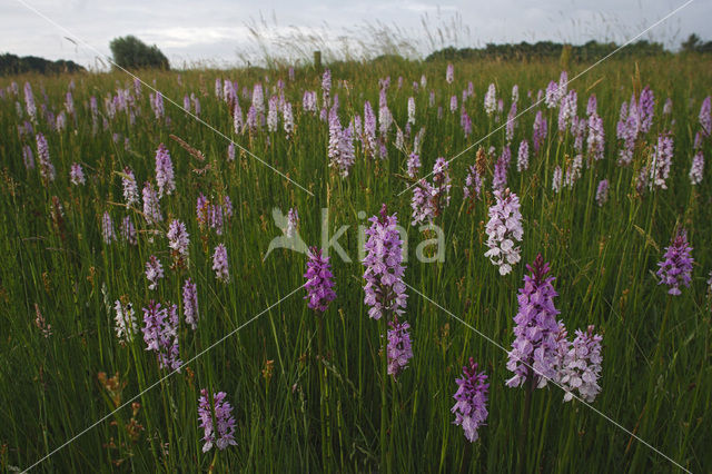 Gevlekte orchis (Dactylorhiza maculata)