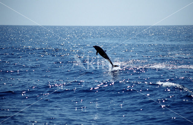 Gewone Dolfijn (Delphinus delphis)