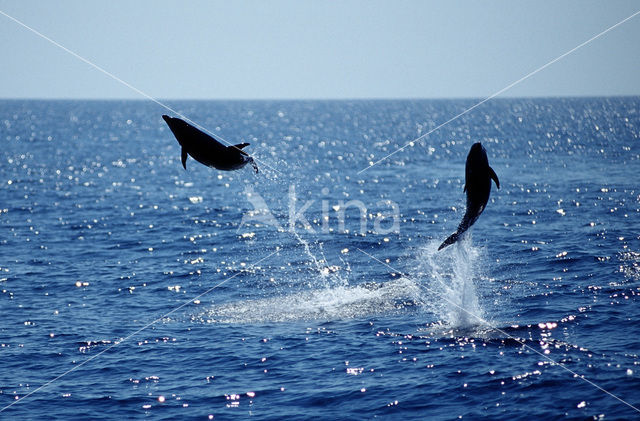 Common Dolphin (Delphinus delphis)