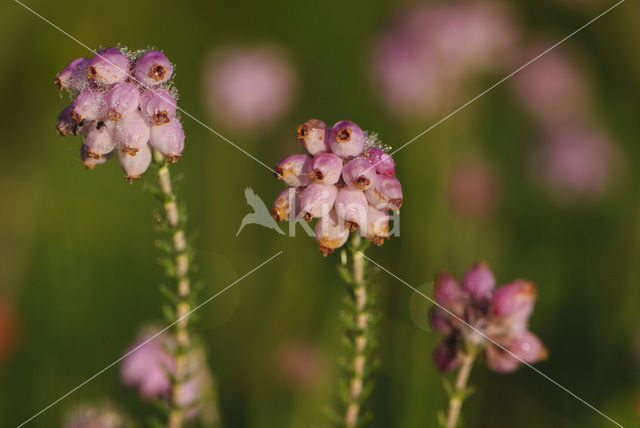 Cross-leaved Heather (Erica tetralix)