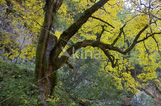 Sycamore (Acer pseudoplatanus)