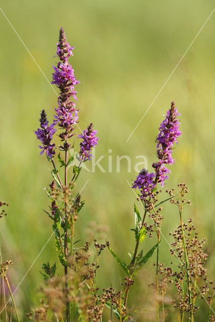 Gewone kattenstaart (Lythrum salicaria)