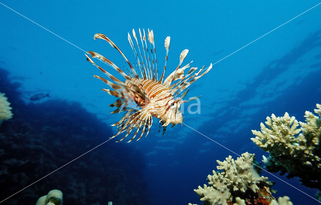 Gewone Koraalduivel (Pterois volitans)