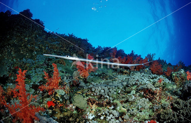 Bluespotted cornetfish (Fistularia commersonii)