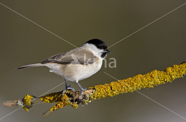 Glanskop (Parus palustris)