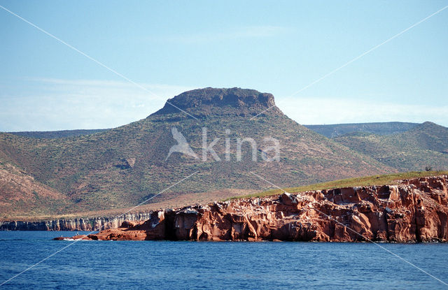 Gulf of California