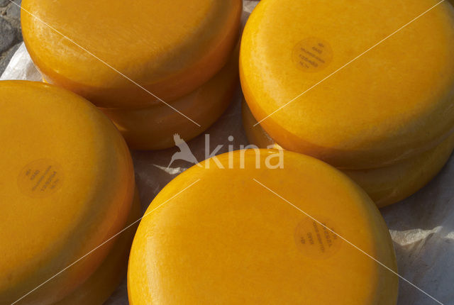 Gouda