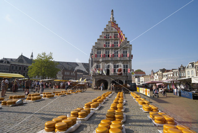 Gouda