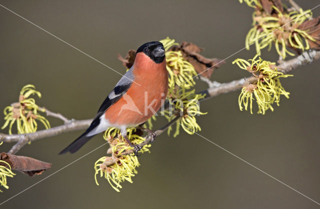 Eurasian Bullfinch (Pyrrhula pyrrhula)