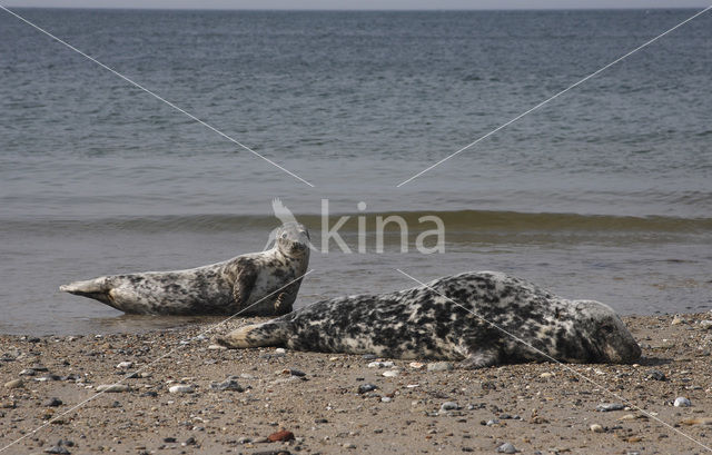 Grey Seal (Halichoerus grypus)