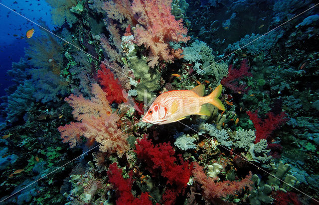 Giant squirrelfish (Sargocentron spiniferum)