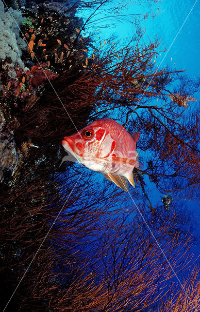 Giant squirrelfish (Sargocentron spiniferum)