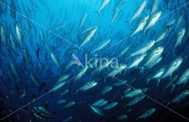 Bigeye trevally (Caranx sexfasciatus)