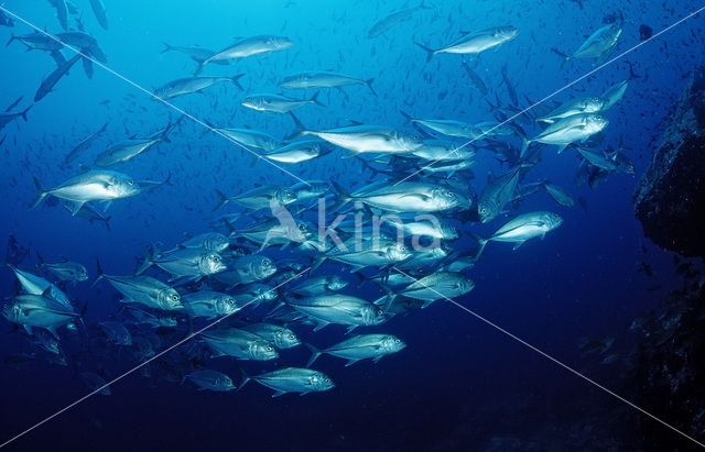 Bigeye trevally (Caranx sexfasciatus)