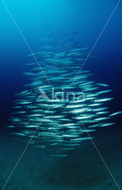 Great barracuda (Sphyraena barracuda)