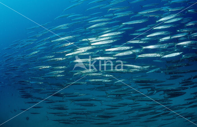 Great barracuda (Sphyraena barracuda)