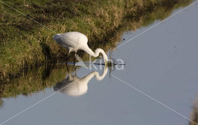Great White Egret