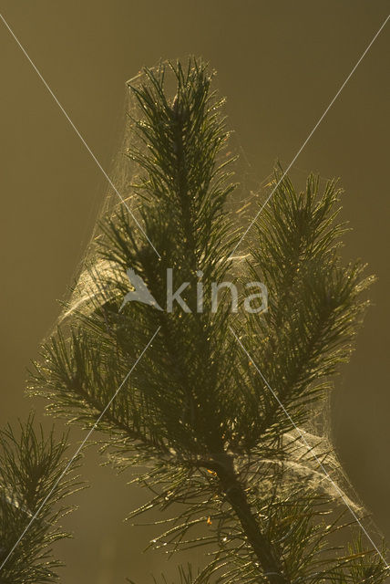 Scots Pine (Pinus sylvestris)