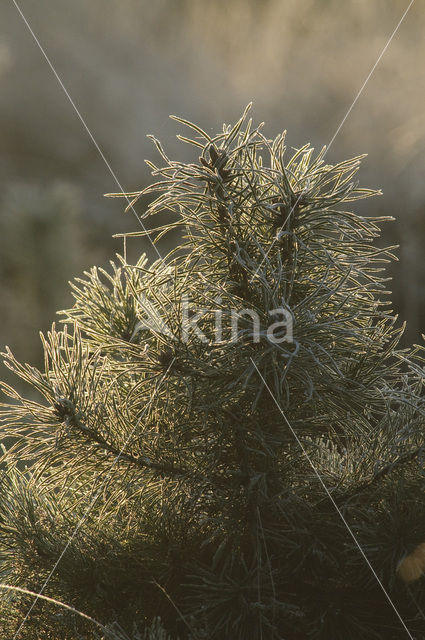 Grove den (Pinus sylvestris)