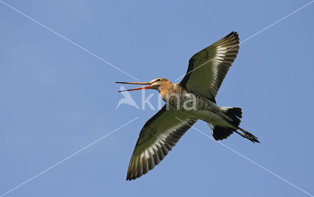 Black-tailed Godwit (Limosa limosa)