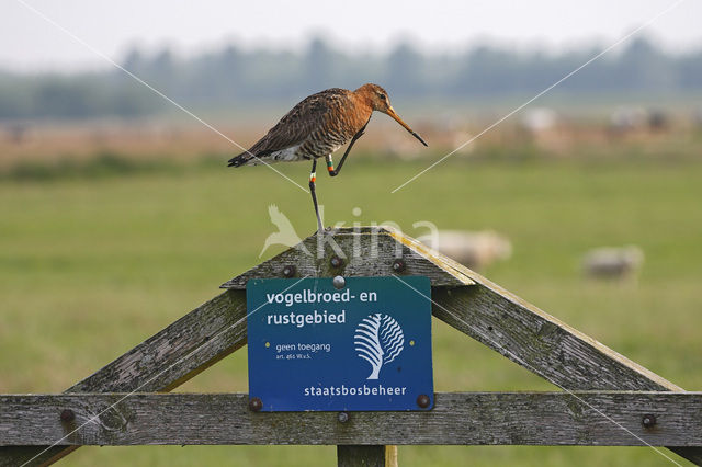 Black-tailed Godwit (Limosa limosa)