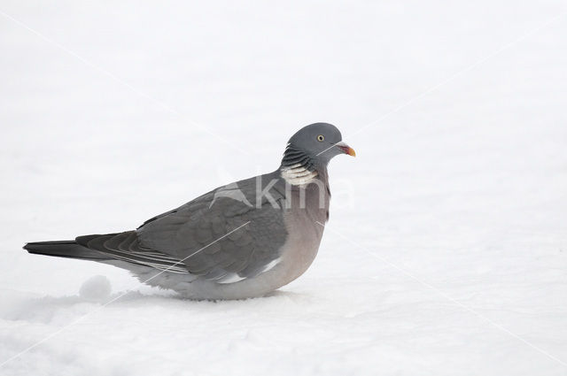 Wood Pigeon