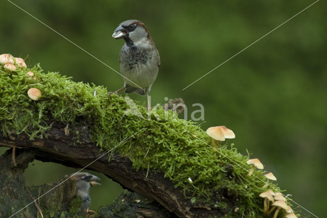 Huismus (Passer domesticus)