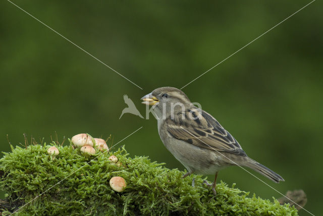 Huismus (Passer domesticus)