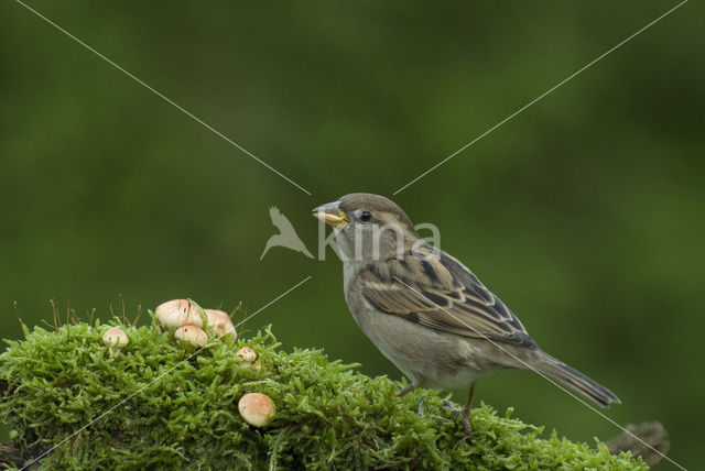 House Sparrow (Passer domesticus)